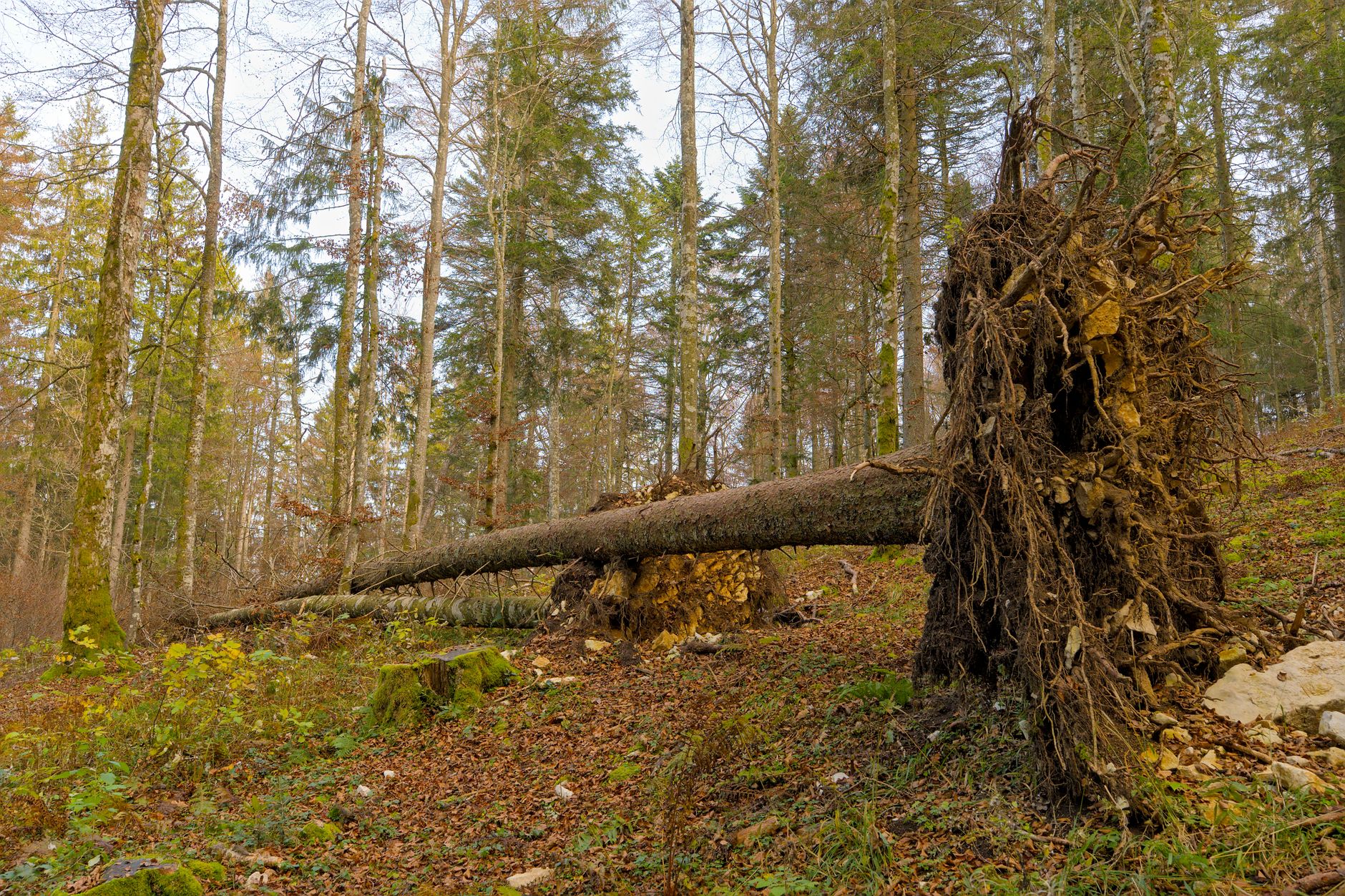 Enlèvement Arbre Urgence équipe à Palaiseau